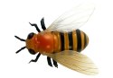 Pszczoła Zdalnie Sterowana R/C Duża