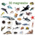 Zestaw Magnesów Zwierzęta Morskie MV 6032-18