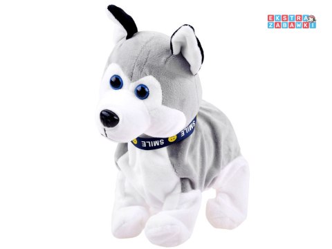 [ZA1333] Interaktywny piesek Husky reaguje na dotyk szczeka różne sztuczki