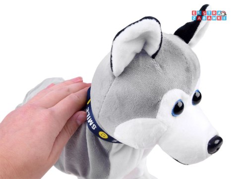 [ZA1333] Interaktywny piesek Husky reaguje na dotyk szczeka różne sztuczki