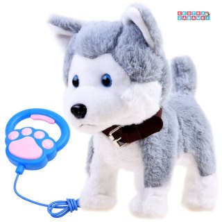 [ZA3888] Interaktywny piesek Husky na smyczy szczeka