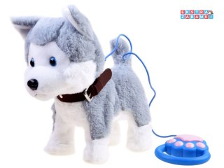 [ZA3888] Interaktywny piesek Husky na smyczy szczeka