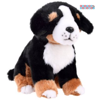 [ZA4872] Maskotka pies berneński siedzący 20 cm