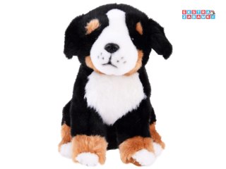 [ZA4872] Maskotka pies berneński siedzący 20 cm