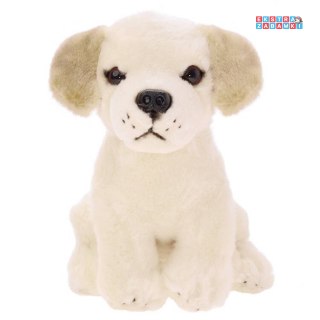 [ZA5519] Maskotka pluszak przytulanka pies labrador siedzący 20cm