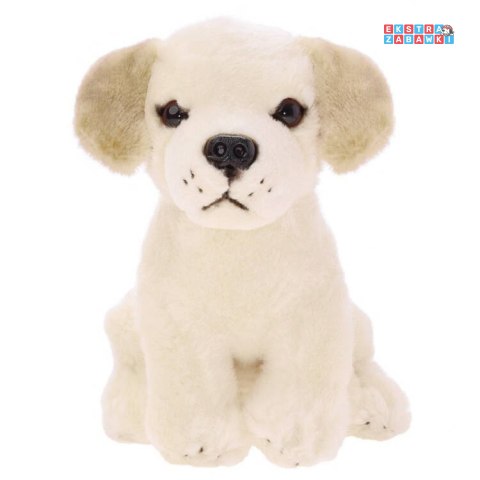 [ZA5519] Maskotka pluszak przytulanka pies labrador siedzący 20cm