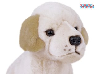 [ZA5519] Maskotka pluszak przytulanka pies labrador siedzący 20cm
