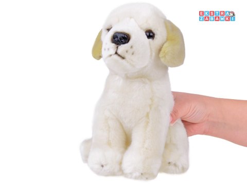 [ZA5519] Maskotka pluszak przytulanka pies labrador siedzący 20cm